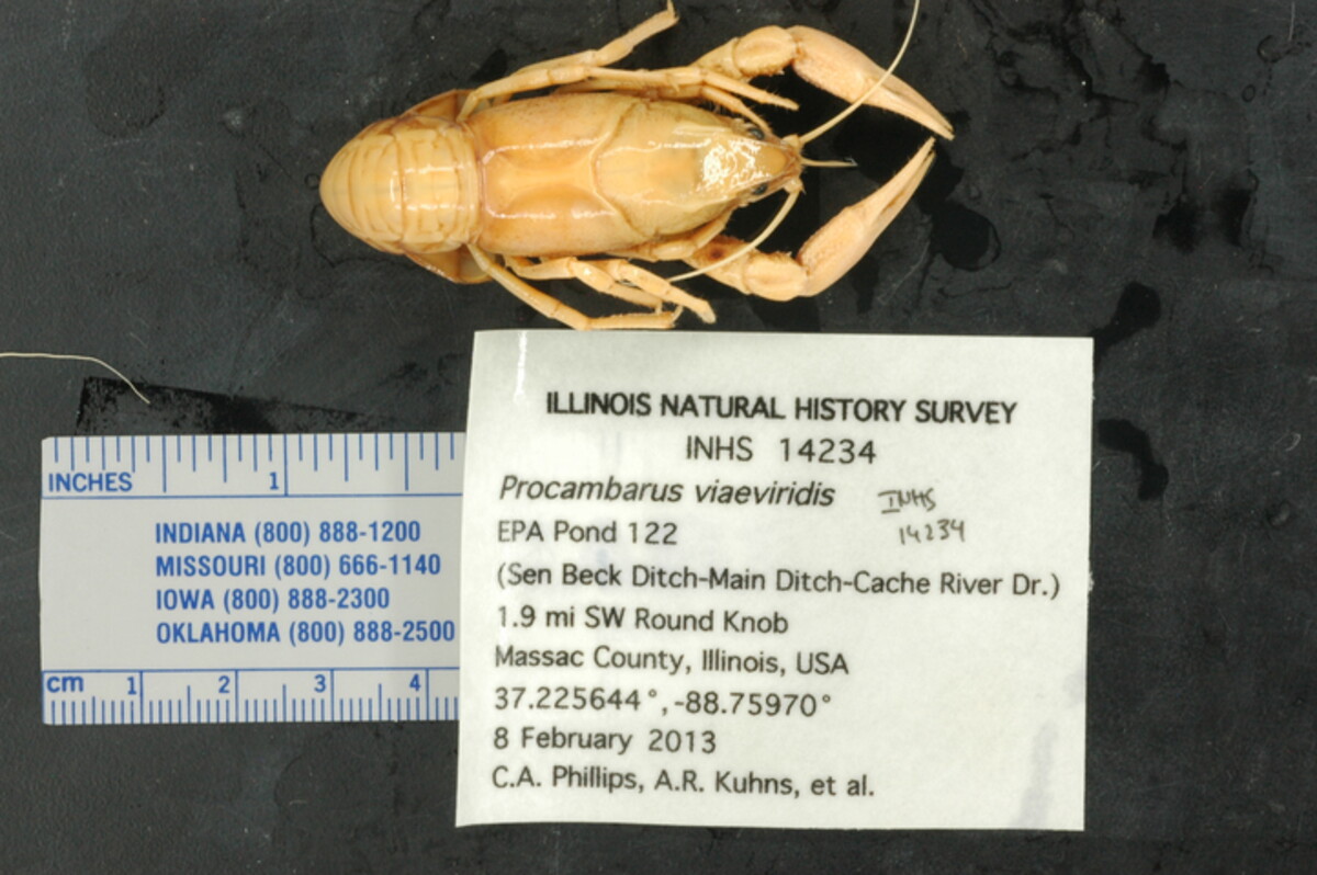 Procambarus viaeviridis image